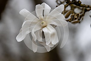 Magnolia Stellata Royal Star