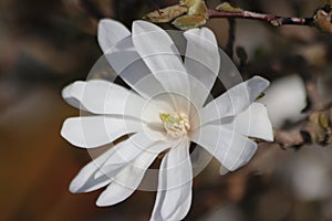 Magnolia Stellata or Royal star with big white flowers during springtime in a garden.