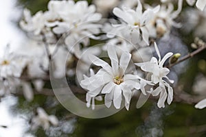 Magnolia stellata, sometimes called the star magnolia, is a slow-growing shrub or small tree native to Japan. White magnolia Magn