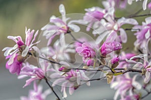 Magnolia stellata,star magnolia
