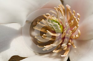 Magnolia stellata, star magnolia flowers