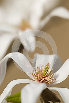 Magnolia stellata, star magnolia flowers