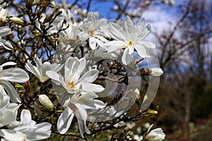 Magnolia stellata or star magnolia white flowers.