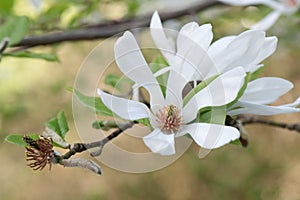 Magnolia stellata, white inflorescence of Star Magnolia