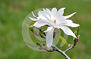 Magnolia stellate