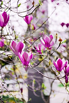 Magnolia sulange bloom. The Tulip tree.