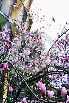 Magnolia Sulange blooming on background of green park bokeh. Spring blossom concept