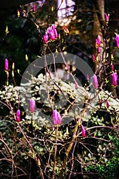 Magnolia Sulange blooming on background of green park bokeh. Spring blossom concept