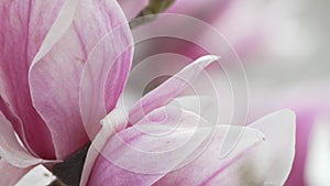 Magnolia Sulanjana flowers with petals in the spring season. A light breeze stirs the beautiful pink magnolia flowers in