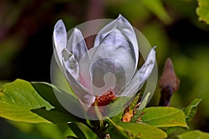 Magnolia sulanzha white. Exquisite and luxurious magnolia flower in the sun.