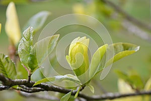 Magnolia Sunburst with deep yellow budding flower