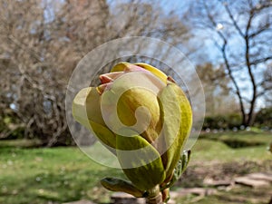 Magnolia \'Sunsation\' blooming with upright, golden yellow flowers with a rosy-purple blushed base