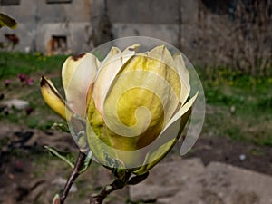 Magnolia \'Sunsation\' blooming with upright, golden yellow flowers with a rosy-purple blushed base in spring