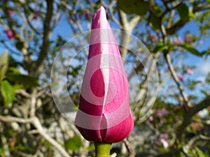 Magnolia `Susan`. Pink bud Ready to bloom