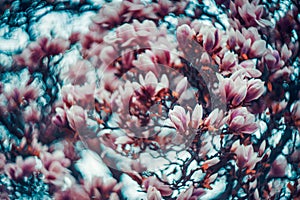 Magnolia in swirly