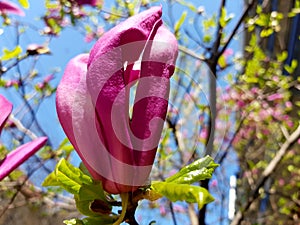 Magnolia tree