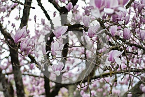 Magnolia tree