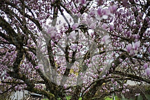 Magnolia tree