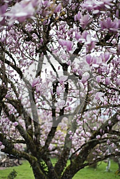 Magnolia tree