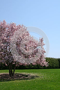 Magnolia Tree