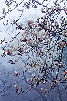 Magnolia tree