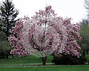 Magnolia tree