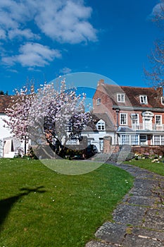 Magnolia tree in Alcester churchyard