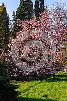 Magnolia tree with beautiful pink flowers