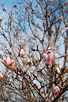 Magnolia tree