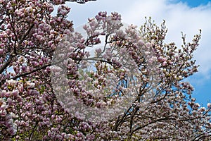 Magnolia Tree In Bloom