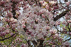 Magnolia Tree In Bloom