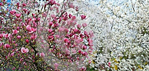 Magnolia tree in bloom