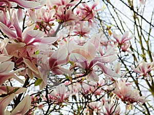 Magnolia tree in bloom. Beautiful spring bloomer with pink and white flowers.