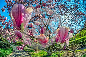 Magnolia tree in bloom in early spring