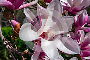 Magnolia tree in bloom in early spring