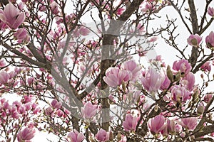 Magnolia tree blooming in spring photo