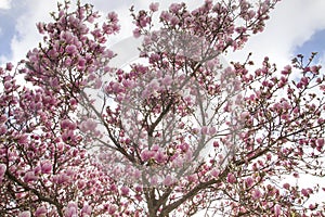 Magnolia tree blooming in spring photo