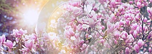 Magnolia tree blooming in spring time, beautiful nature background