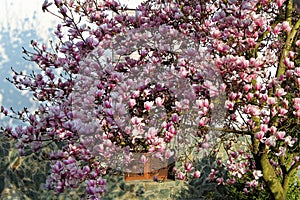 Magnolia tree blooming in springtime photo