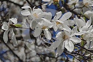 Magnolia tree blossom