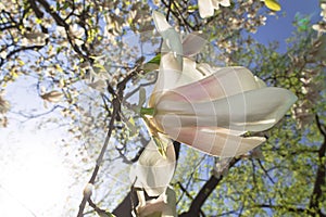 Magnolia tree blossom