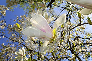 Magnolia tree blossom