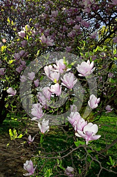 Magnolia tree blossom