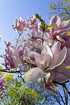 Magnolia tree blossom