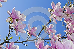 Magnolia tree blossom