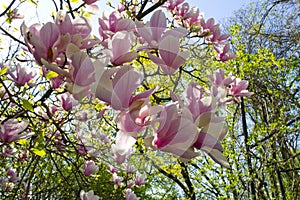 Magnolia tree blossom