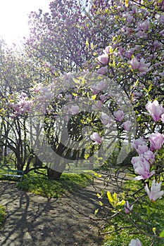 Magnolia tree blossom
