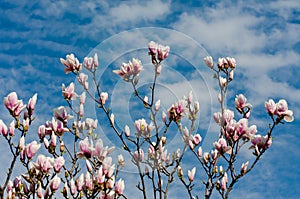 Magnolia tree in blossom