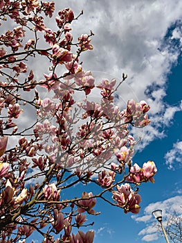 Magnolia tree blossom against blue sky in spring