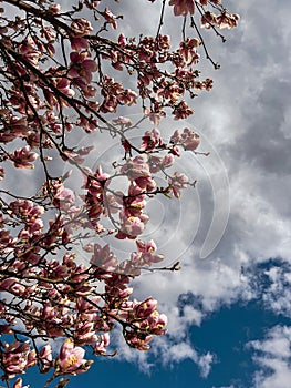 Magnolia tree blossom against blue sky in spring